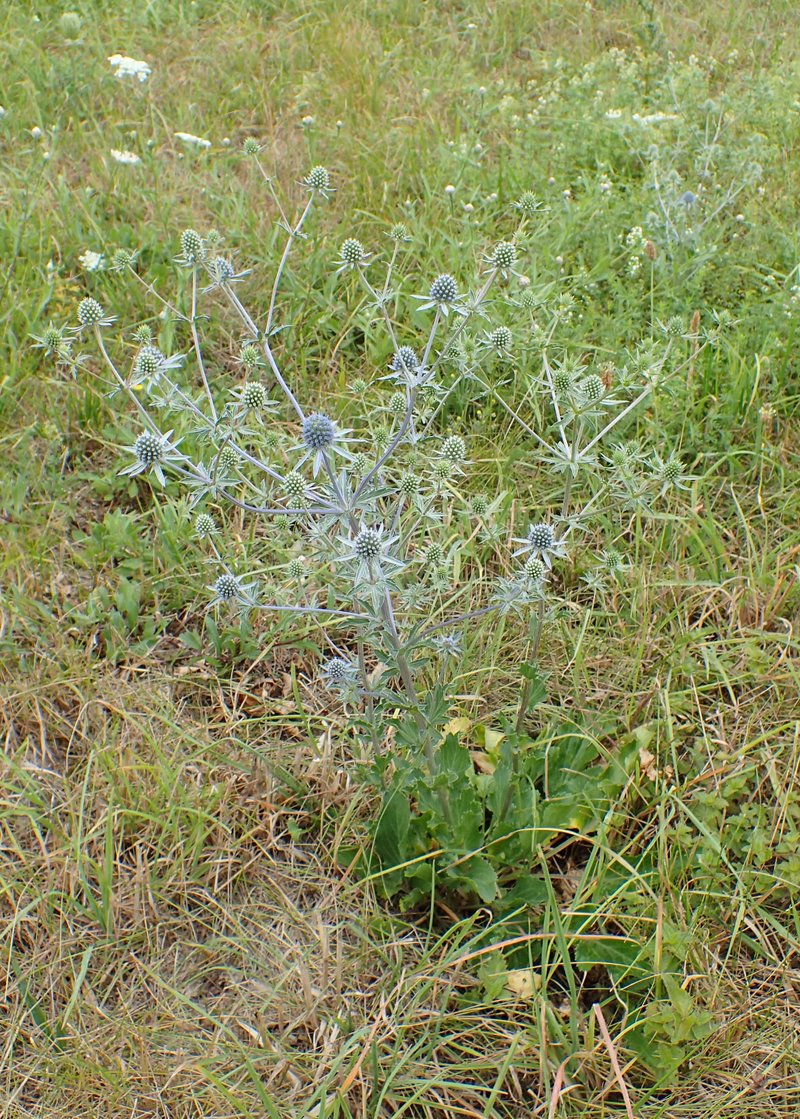 Plains Eryngo photo 8