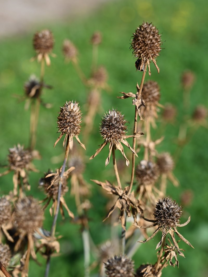 Plains Eryngo photo 9