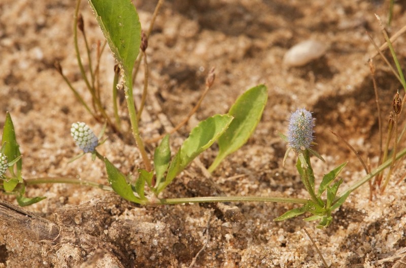 Creeping Eryngo