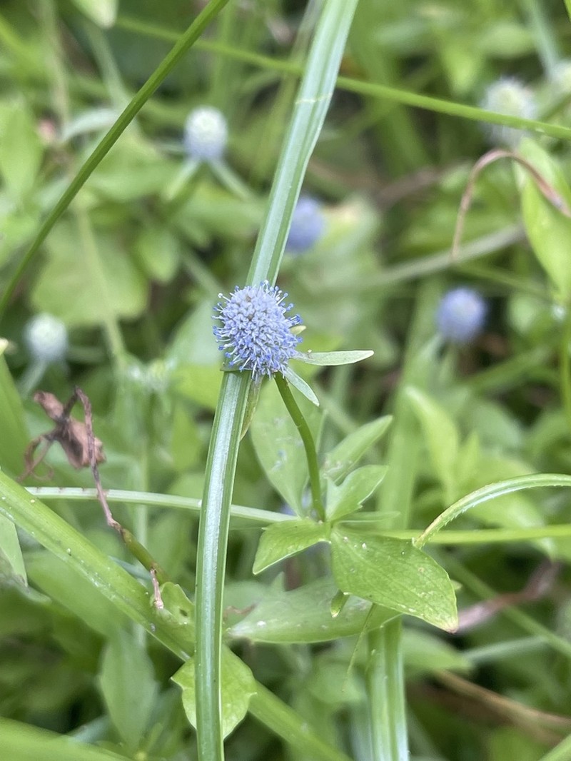Creeping Eryngo photo 2
