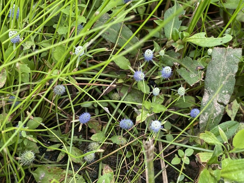 Creeping Eryngo photo 3