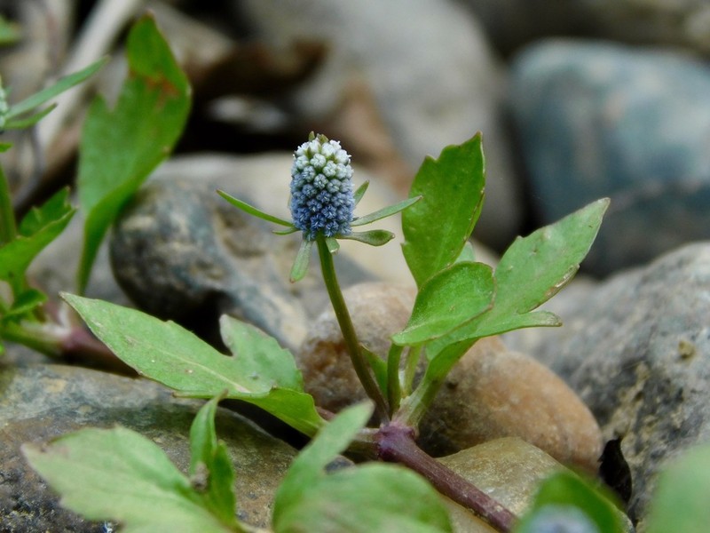 Creeping Eryngo photo 4