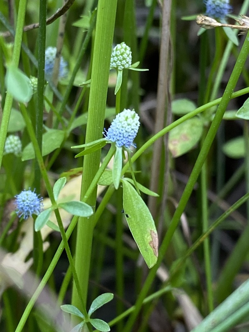 Creeping Eryngo photo 5