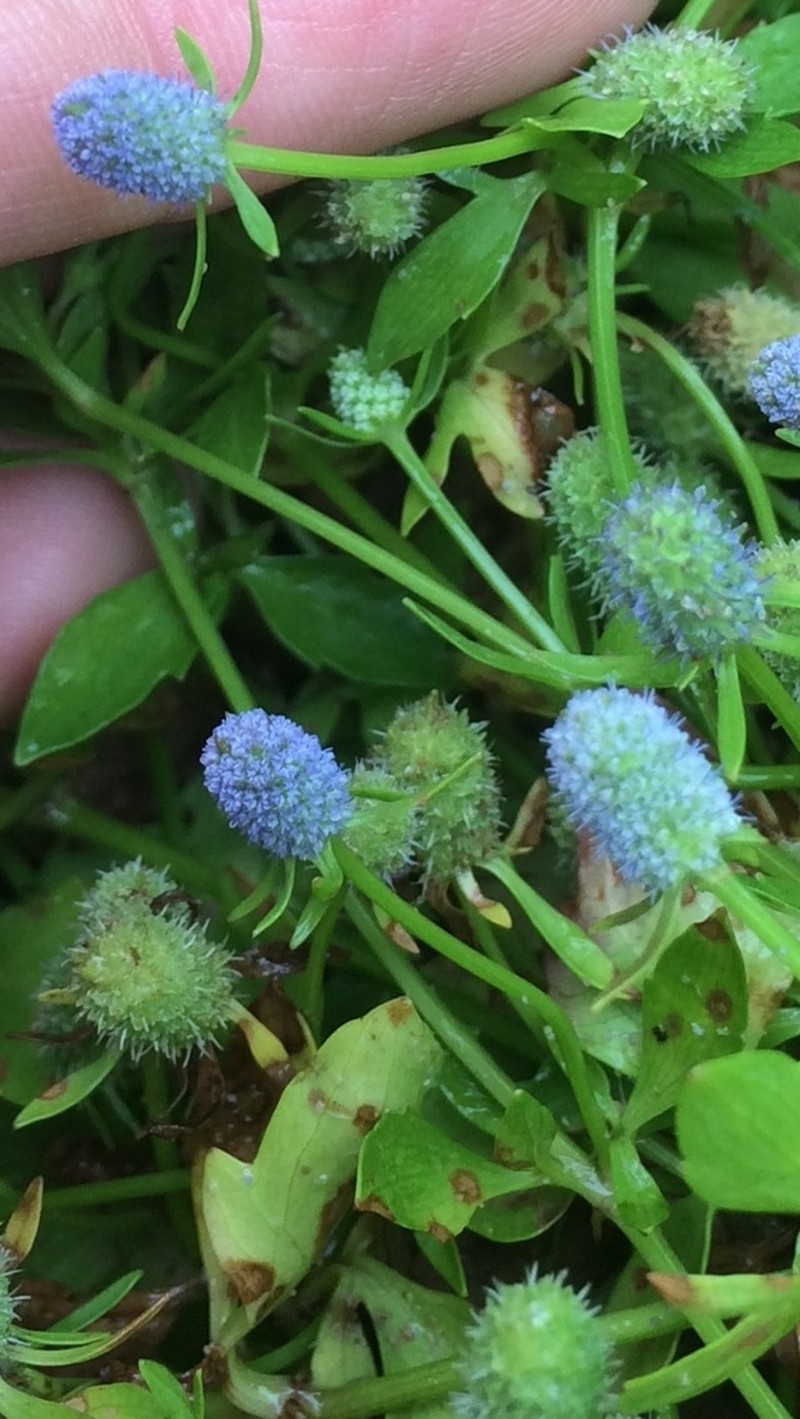 Creeping Eryngo photo 6
