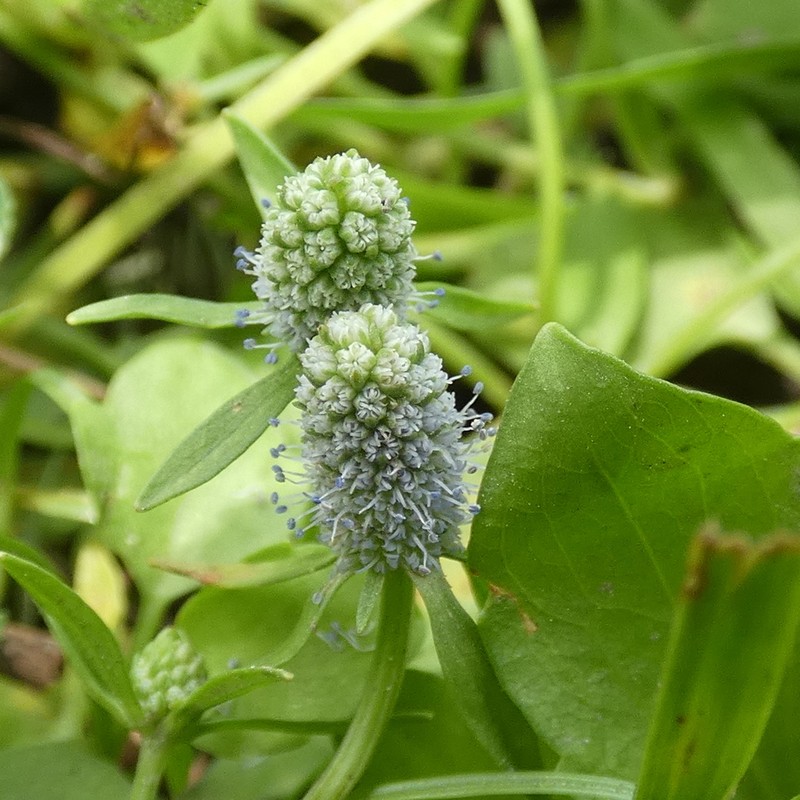 Creeping Eryngo photo 7