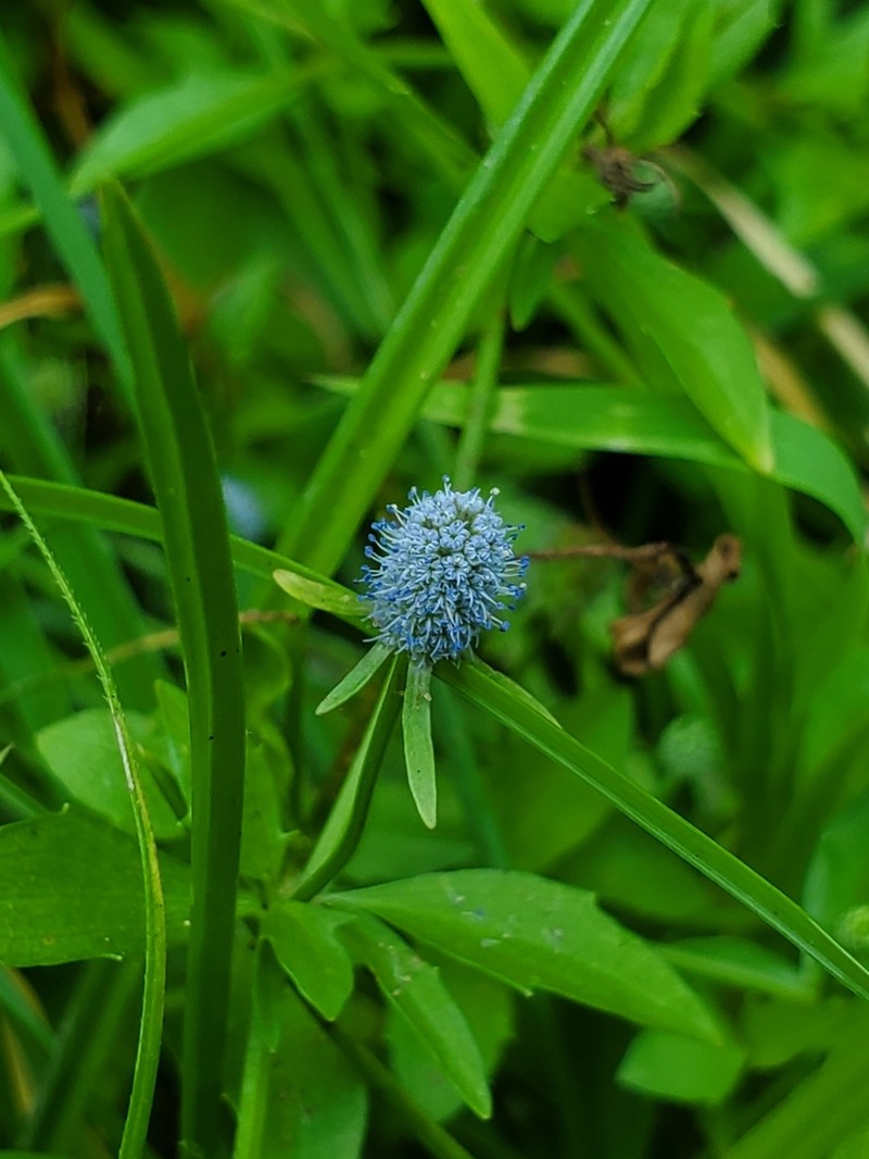 Creeping Eryngo photo 8