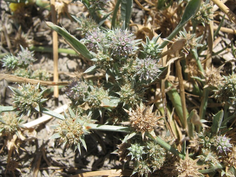 Delta Eryngo photo 2