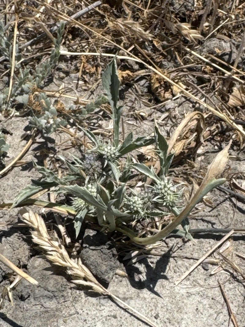 Delta Eryngo photo 3