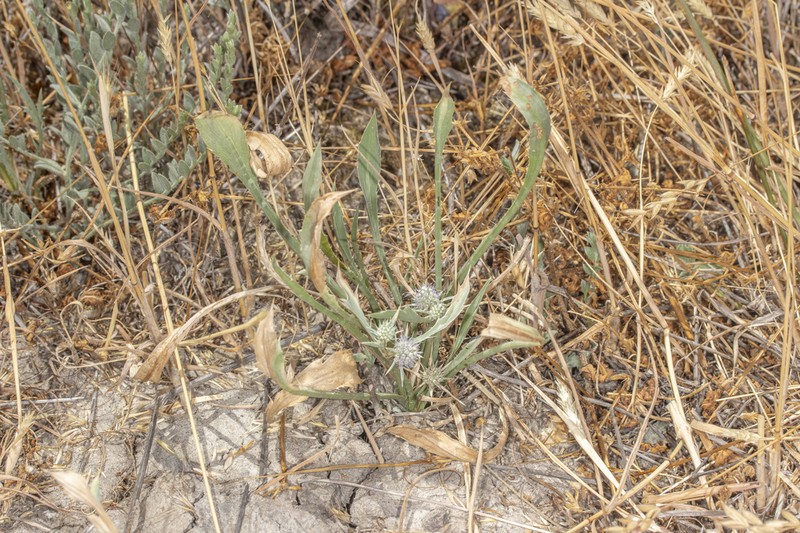 Delta Eryngo photo 4