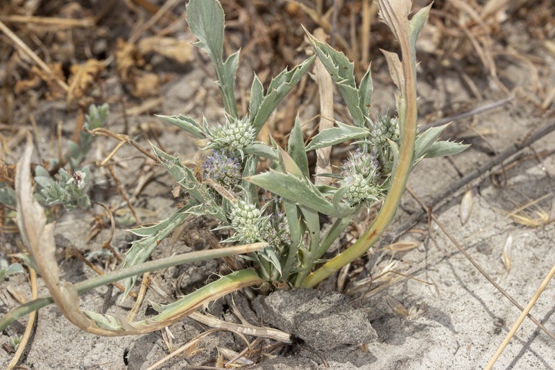 Delta Eryngo photo 5