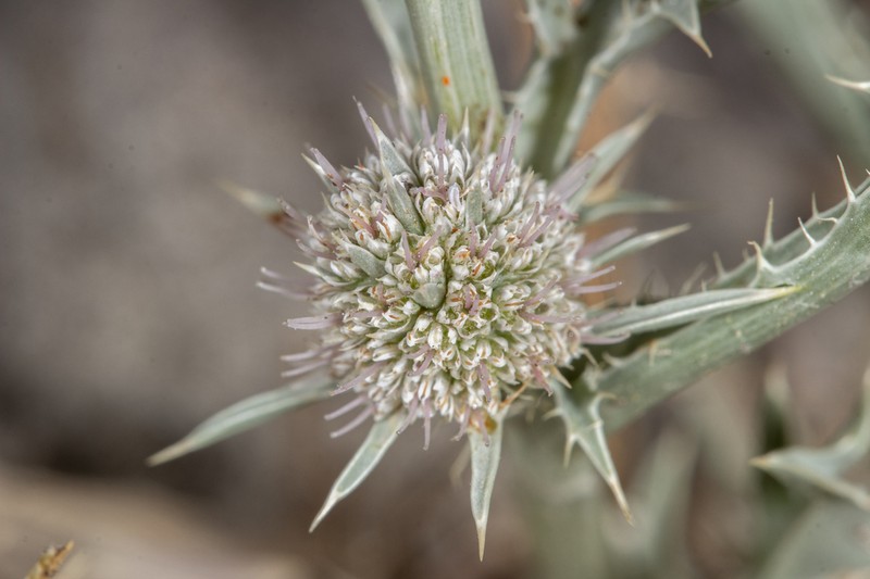 Delta Eryngo photo 6