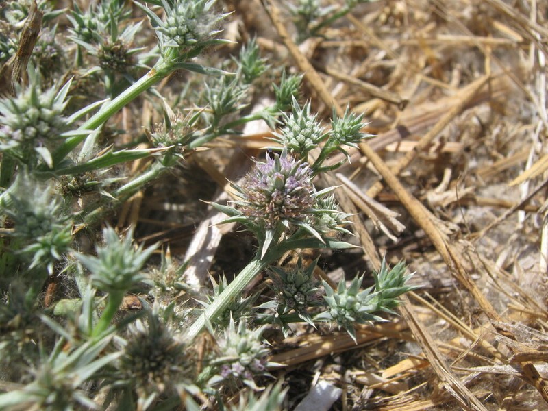 Delta Eryngo photo 7