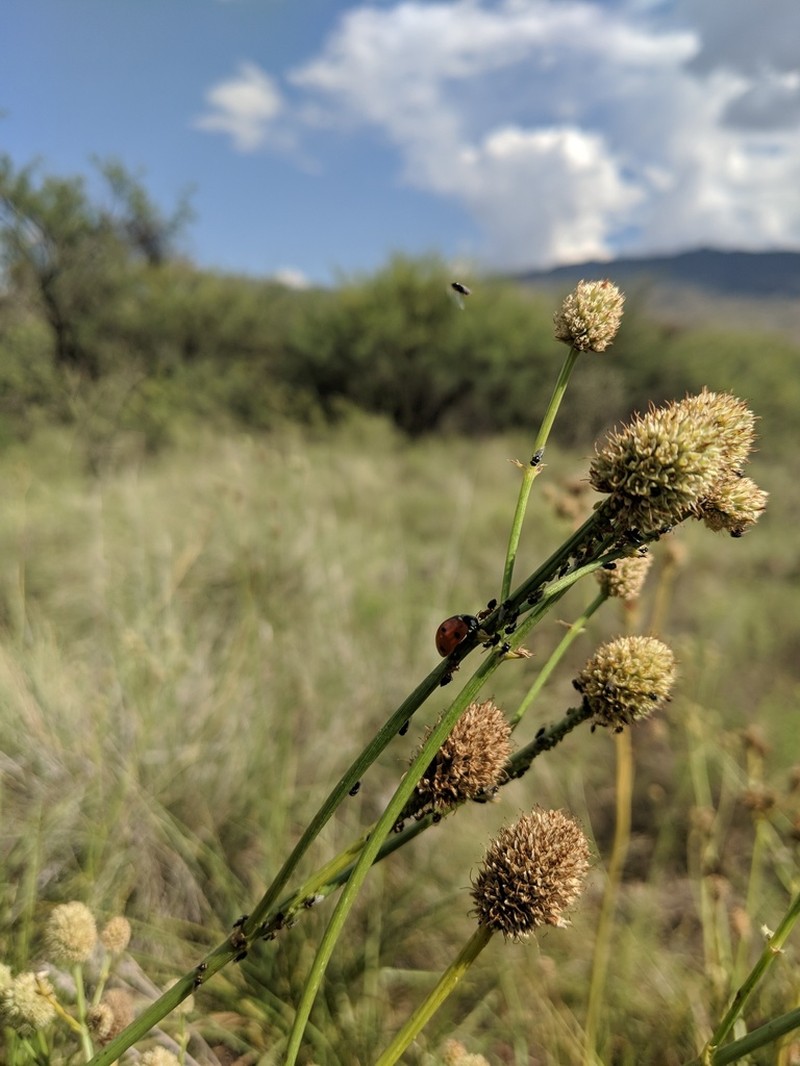 Arizona Eryngo
