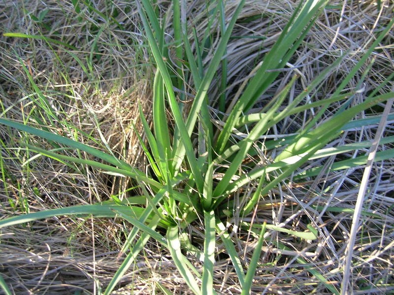 Arizona Eryngo photo 2