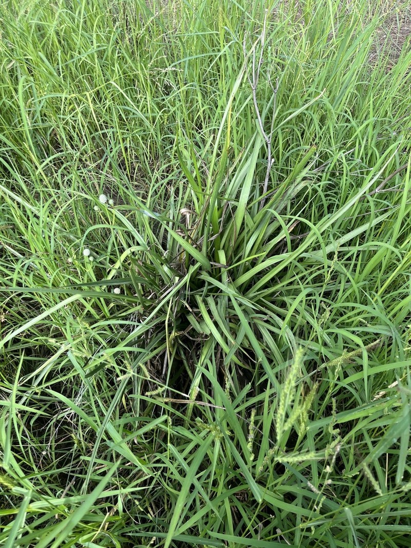 Arizona Eryngo photo 5