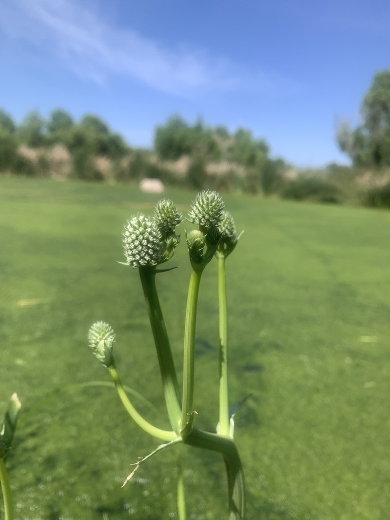 Arizona Eryngo photo 7