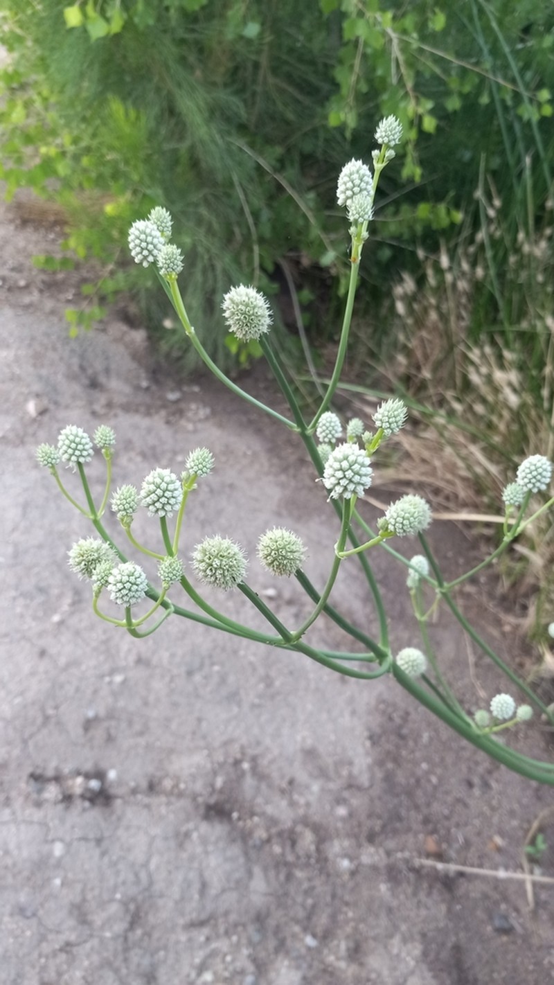Arizona Eryngo photo 8