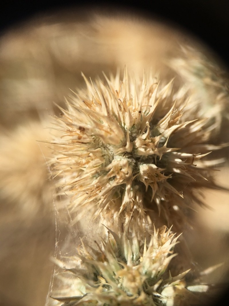 Spinysepal Eryngo