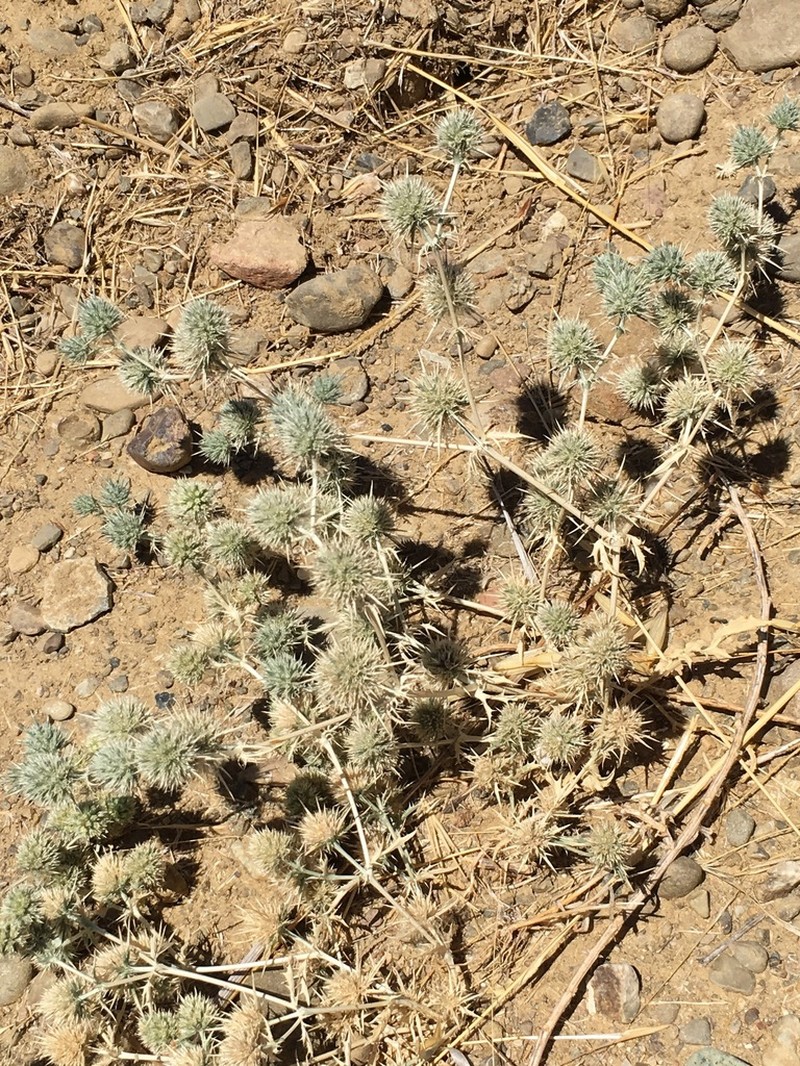 Spinysepal Eryngo photo 2