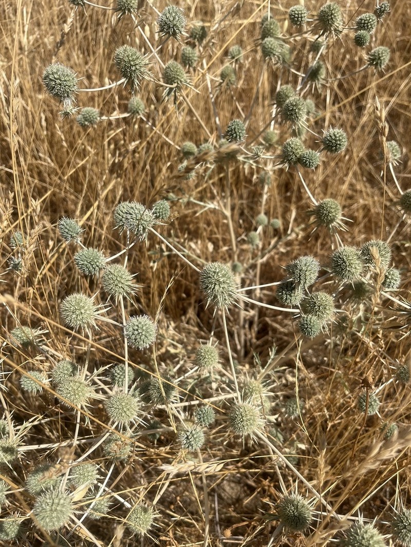 Spinysepal Eryngo photo 3