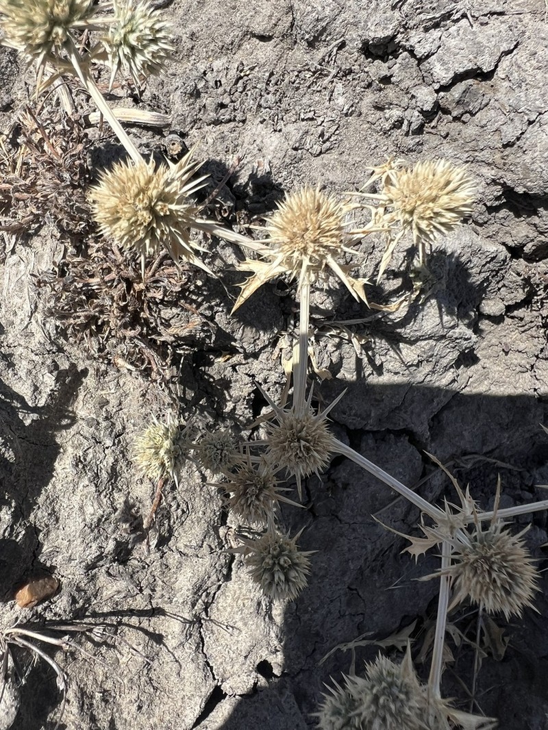 Spinysepal Eryngo photo 4