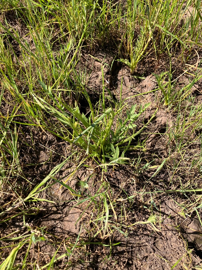 Spinysepal Eryngo photo 5