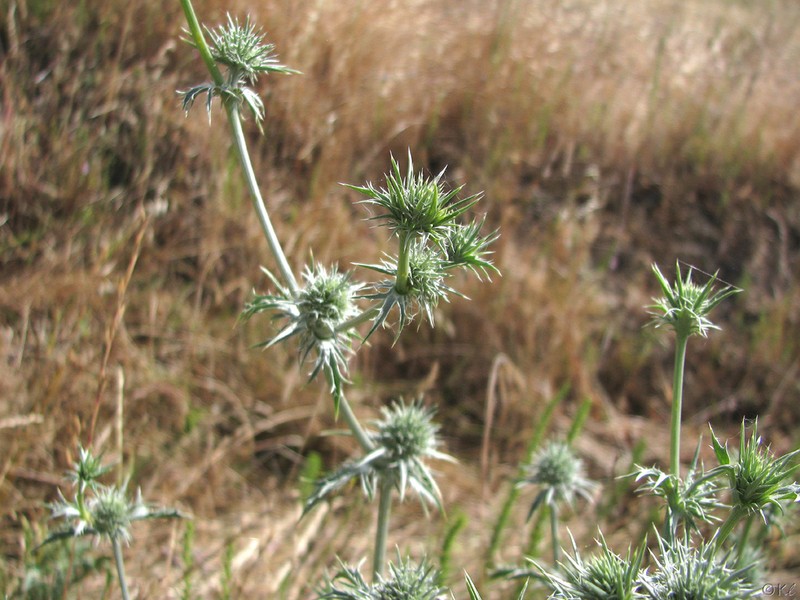 Spinysepal Eryngo photo 6