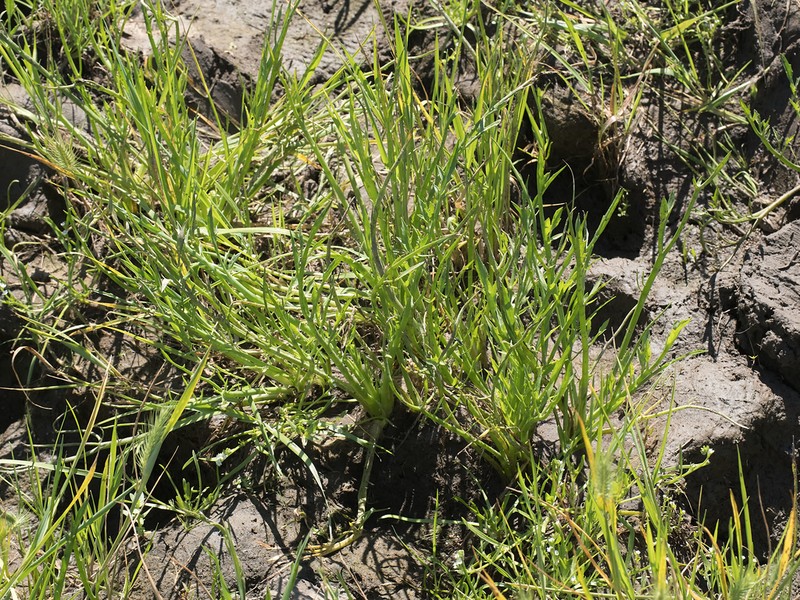 Spinysepal Eryngo photo 8