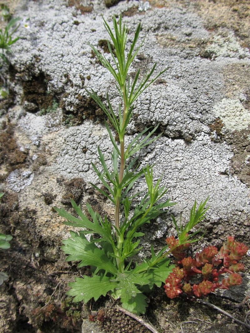 Eryngium tenue