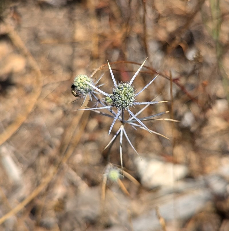 Eryngium tenue photo 2
