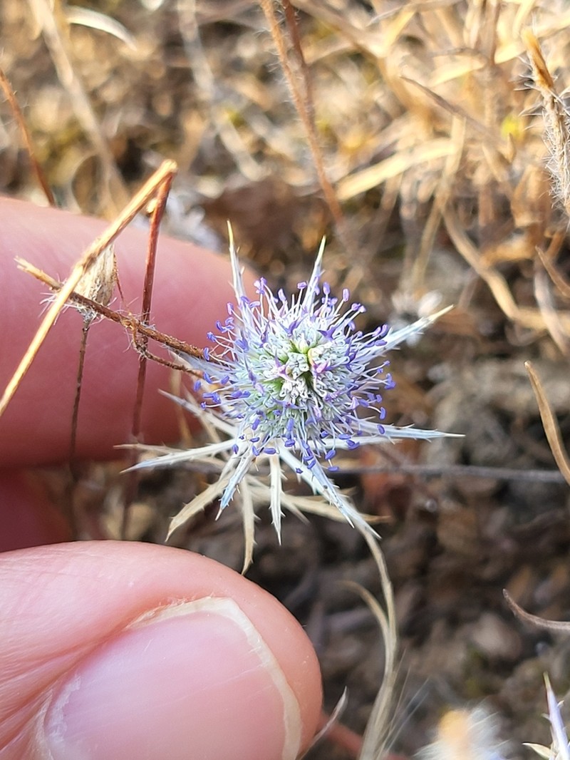 Eryngium tenue photo 3
