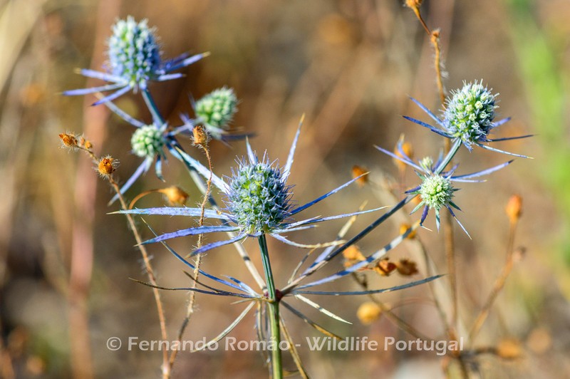 Eryngium tenue photo 4