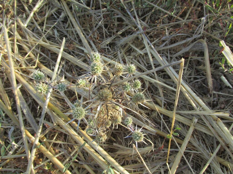Eryngium tenue photo 5