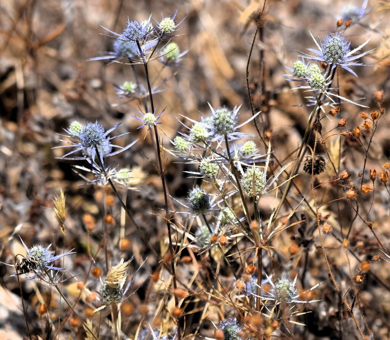 Eryngium tenue photo 6