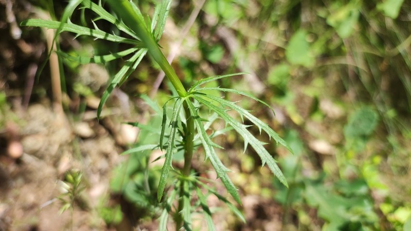 Eryngium tenue photo 7