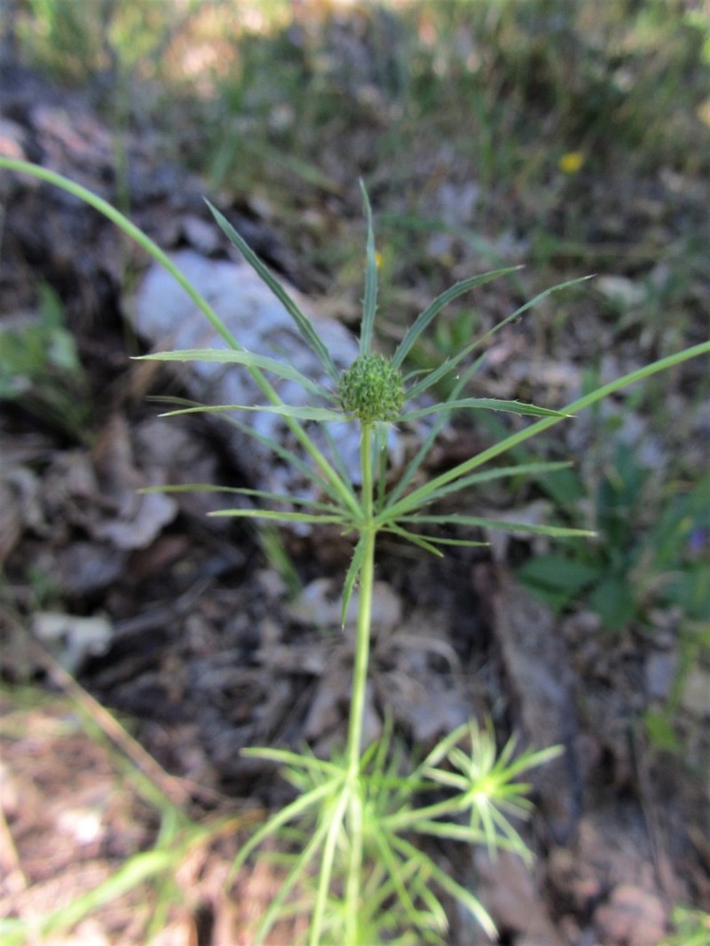 Eryngium tenue photo 8