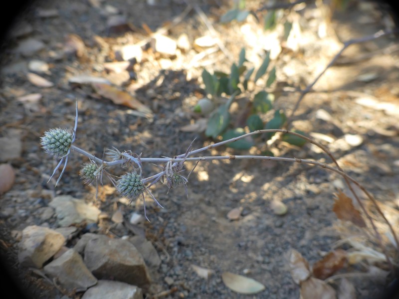 Eryngium tricuspidatum subsp. tricuspidatum