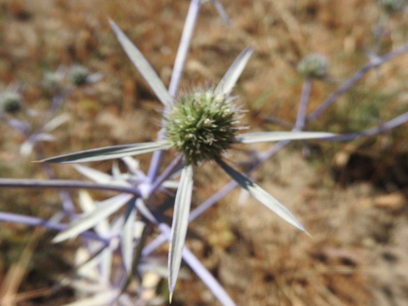 Eryngium tricuspidatum subsp. tricuspidatum photo 2