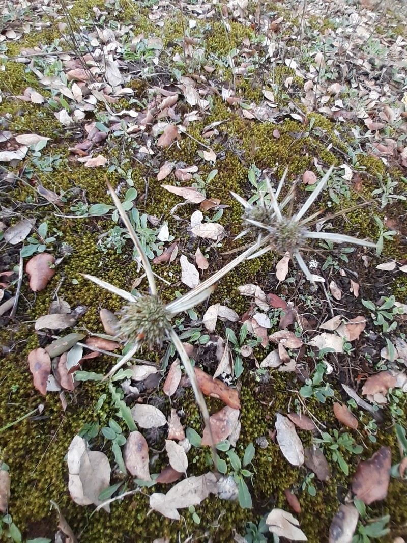 Eryngium tricuspidatum subsp. tricuspidatum photo 3