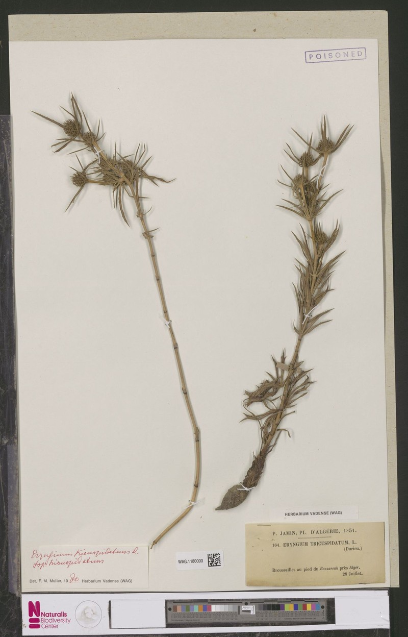 Eryngium tricuspidatum subsp. tricuspidatum photo 4