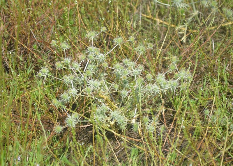 Coyotethistle