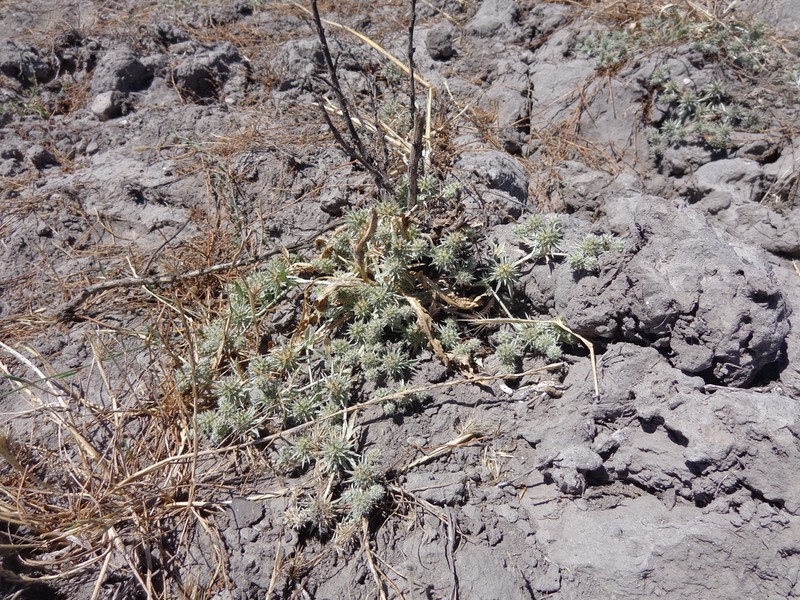 Coyotethistle photo 4