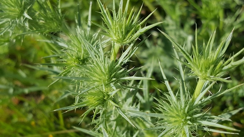 Coyotethistle photo 7