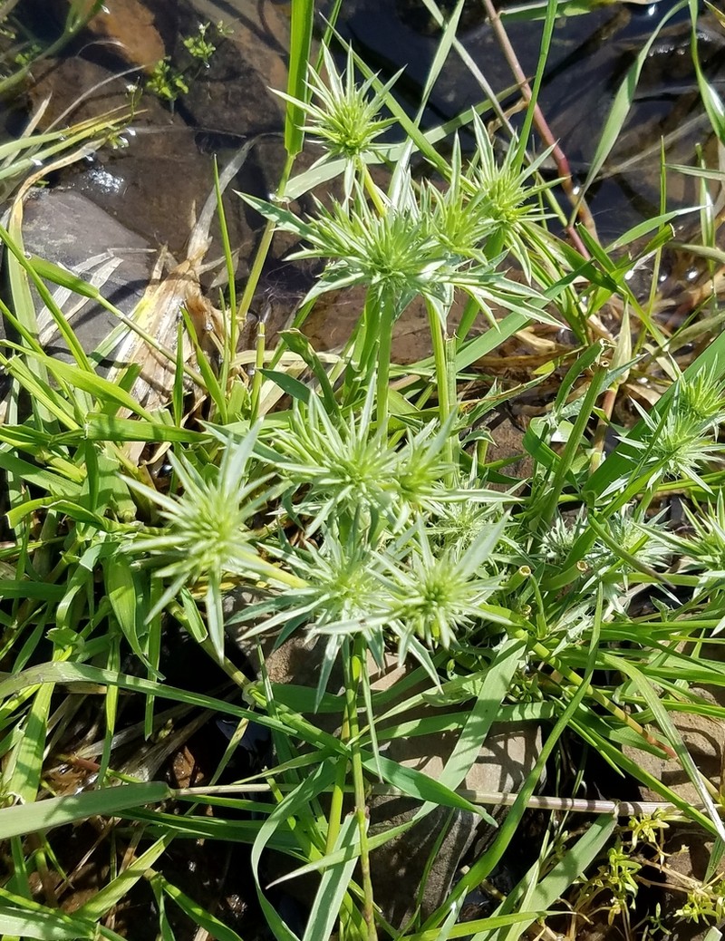 Coyotethistle photo 8