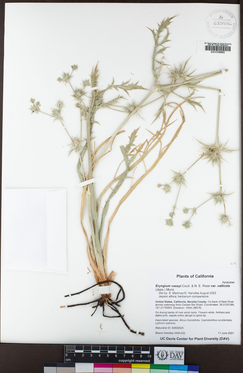 Eryngium vaseyi var. vallicola