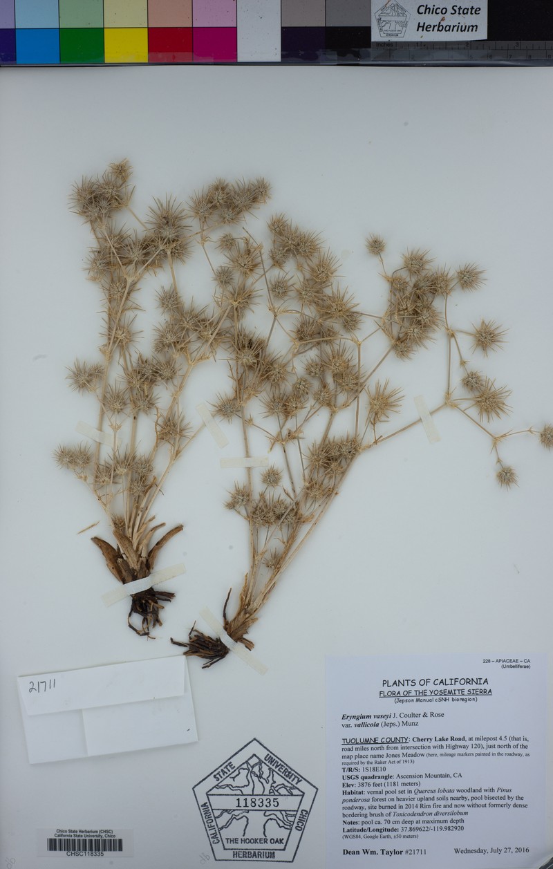 Eryngium vaseyi var. vallicola photo 2