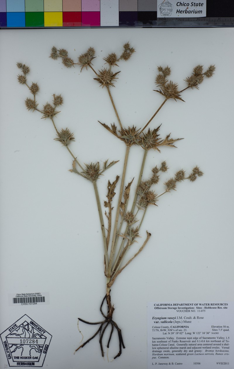 Eryngium vaseyi var. vallicola photo 3