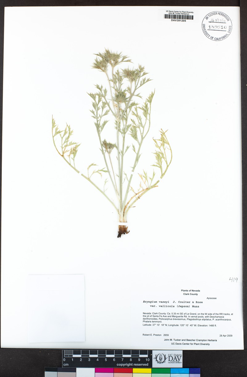 Eryngium vaseyi var. vallicola photo 4