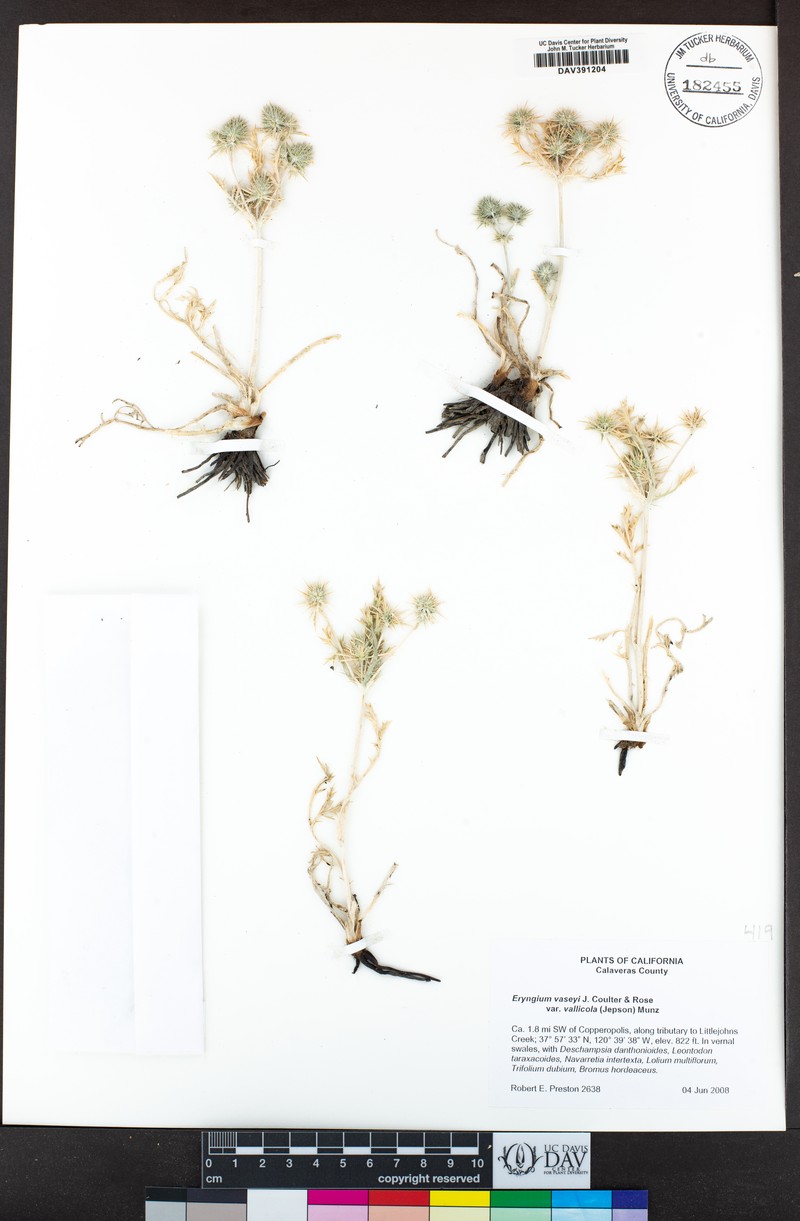 Eryngium vaseyi var. vallicola photo 5
