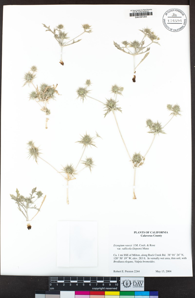 Eryngium vaseyi var. vallicola photo 6